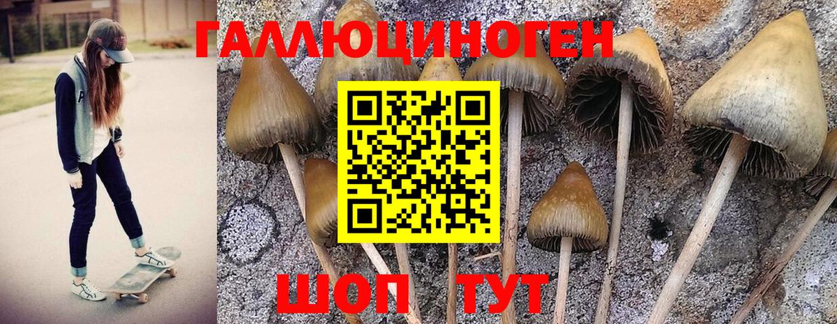 Галлюциногенные грибы Cubensis Медногорск